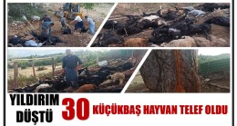 YILDIRIM DÜŞTÜ ! 30 Küçükbaş Hayvan Telef Oldu