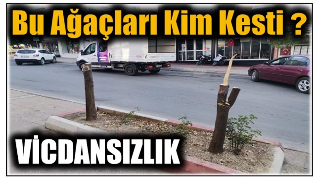 VİCDANSIZLIK ! Bu Ağaçları Kim Yada Kimler Kesti ?