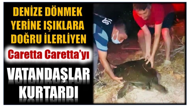 Yolunu Şaşıran CARETTA , Deniz Yerine Merkeze Doğru Gitti