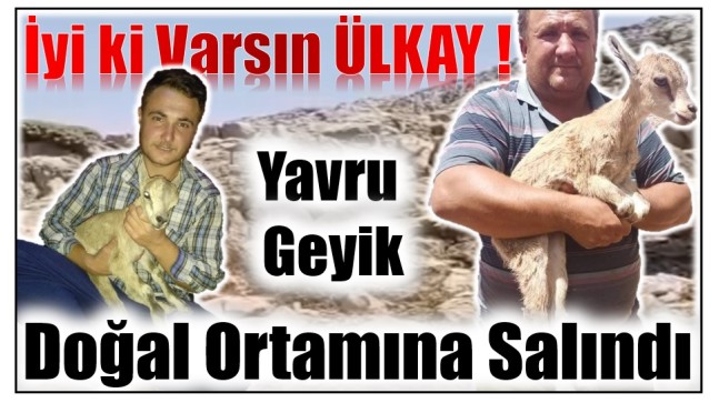 İyi ki Varsın ÜLKAY ! Yavru Geyik Doğal Ortamına Salındı