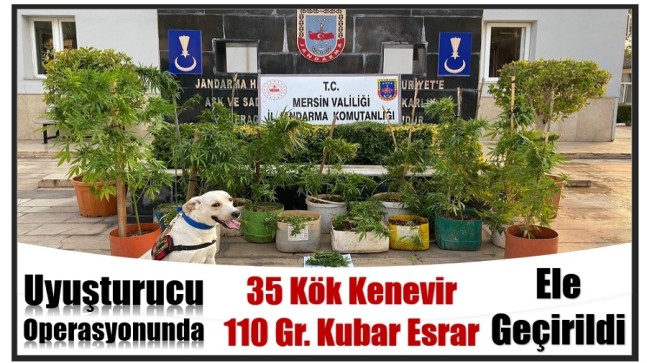 Jandarmanın Düzenlediği Operasyonda ; 35 Kök Kenevir ve 110 Gr. Esrar Ele Geçirildi