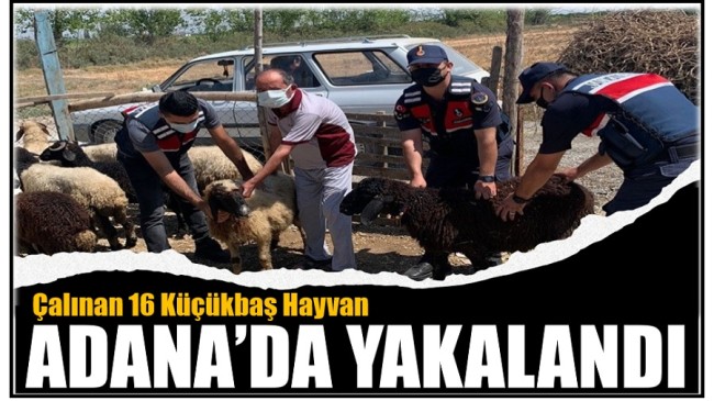 Çalınan Hayvanlar Adana’da Bulunarak Sahibine Teslim Edildi